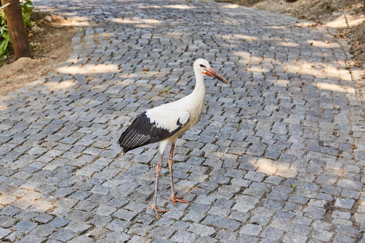 Quinta Do Lordelo Turismo Rural Penafiel Eksteriør bilde
